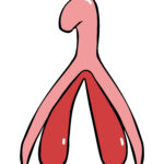 Understanding the Clitoris: A Guide to Female Pleasure (Part 1)