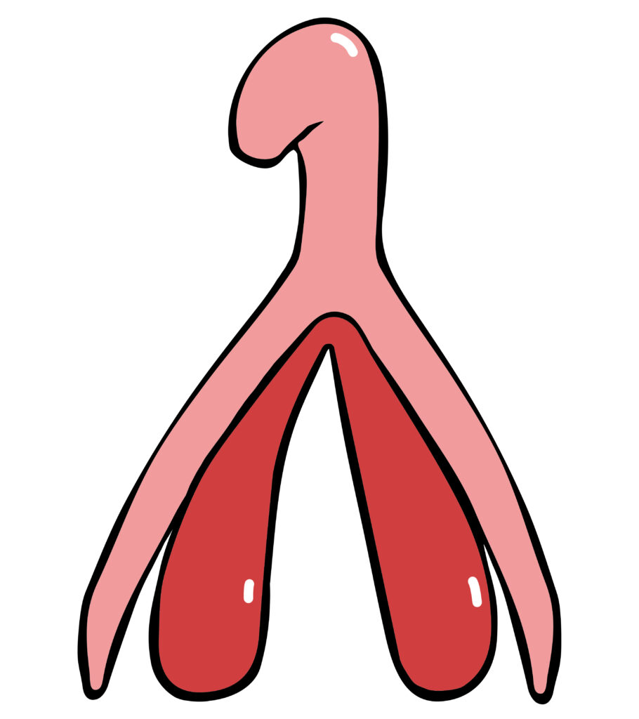clitoris